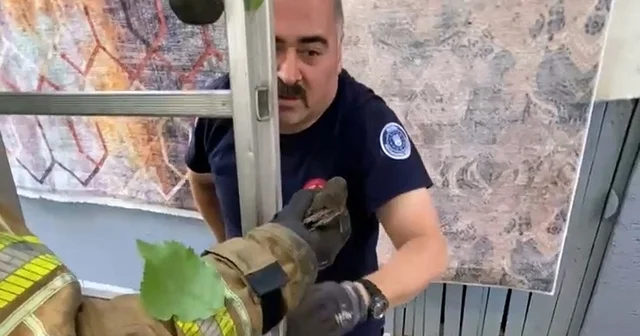 Bursa da çatıya sıkışan ebabil kuşunu itfaiye görevlisi kurtardı Bursa Haberleri