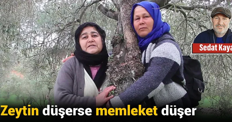 Zeytin düşerse memleket düşer