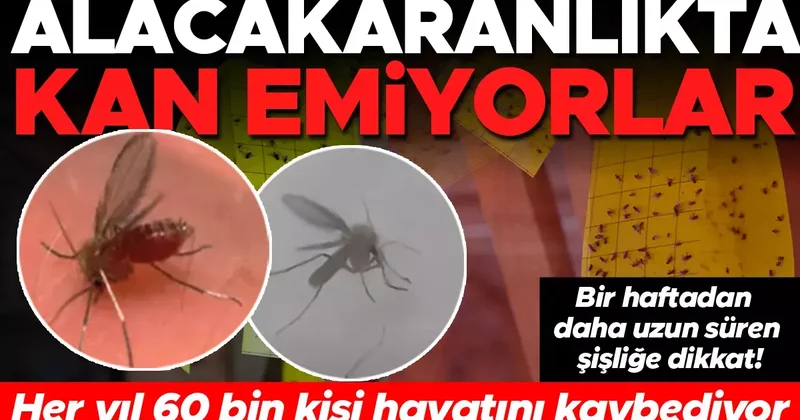 Sivrisinekten 6 kat daha küçük! Geceleri ortaya çıkarak kan emiyorlar... Her yıl bu hastalık yüzünden 60 bin kişi hayatını kaybediyor