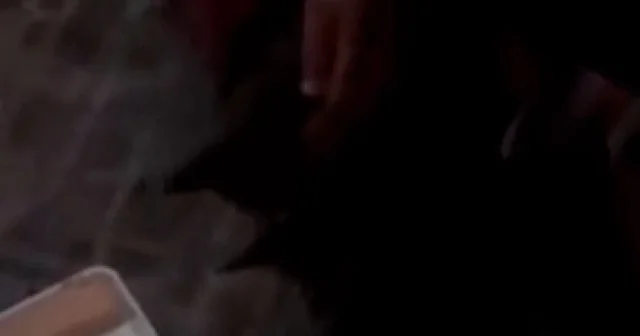 Hatay’da kalbi duran yavru kediye yürek ısıtan kalp masajı VİDEO İZLE
