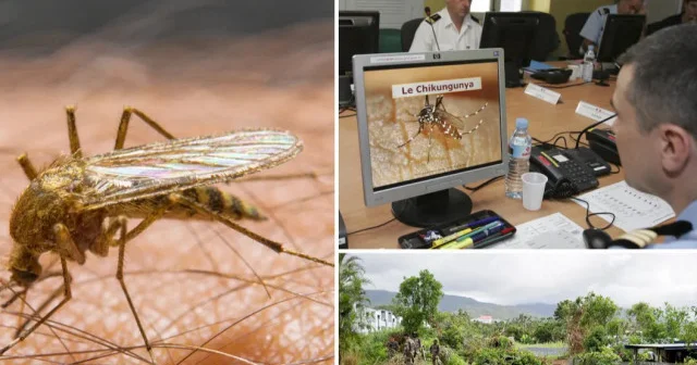DSÖ’den büyük salgın uyarısı: Chikungunya virüsü hızla yayılıyor Avrupa Haberleri