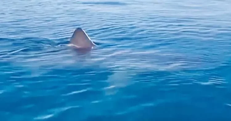 Bizim Jaws’lar ısırmaz