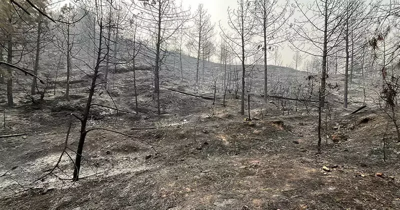 Sakarya da yangınlar söndürüldü; Bayat ta alevler kısmen kontrol altında