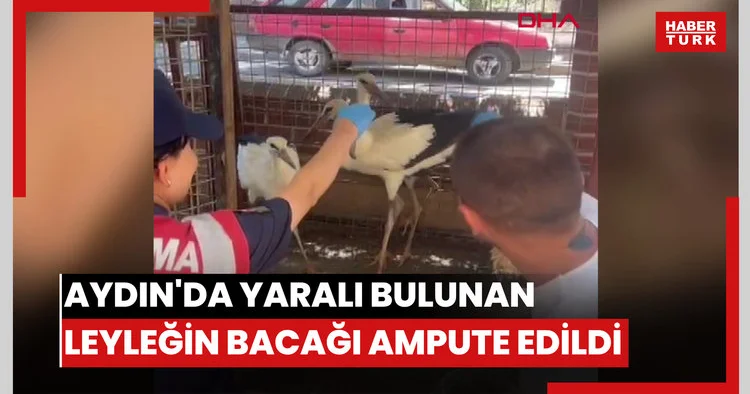 Aydın da yaralı bulunan leyleğin bacağı ampute edildi