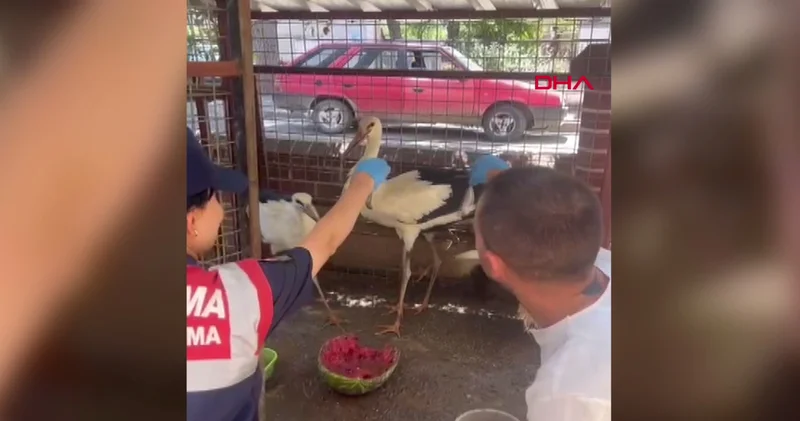 Aydın da yaralı bulunan leyleğin bacağı ampute edildi