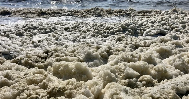 İskenderun Körfezi nde köpüklenme: Fitoplankton patlaması yaşanıyor, müsilajla karıştırılmamalı Hatay Haberleri