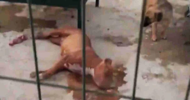 Suruç ta belediye barınağında iki köpek öldürülmüştü: Bir kişi görevden alındı