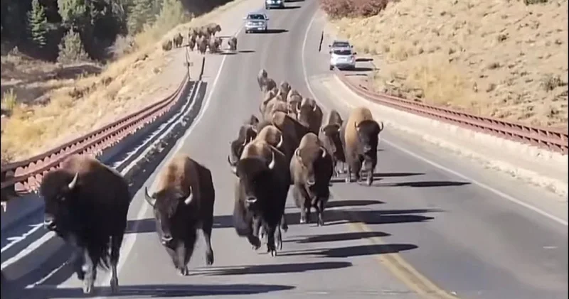 Vahşi hayvanlar Yellowstone dan kaçıyor, yeraltı volkanı patlayacak İddia bu, gerçek ise bambaşka!