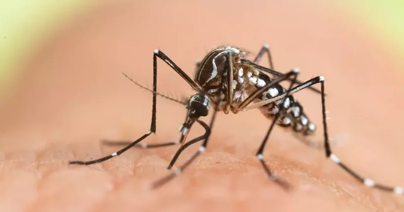 Keneden sonra yeni virüs uyarısı! Chikungunya dan korunmak için bunları yapın