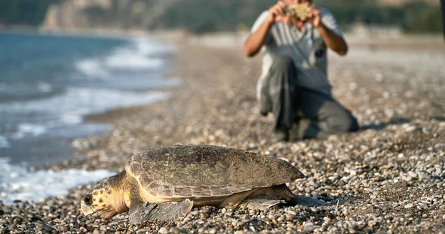 Çıralı da işletmeler, caretta carettaları sahiplendi Antalya Haberleri