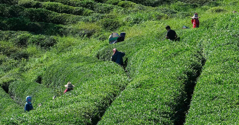 Rize Valisi Baydaş tan çay üreticilerine fiyat uyarısı