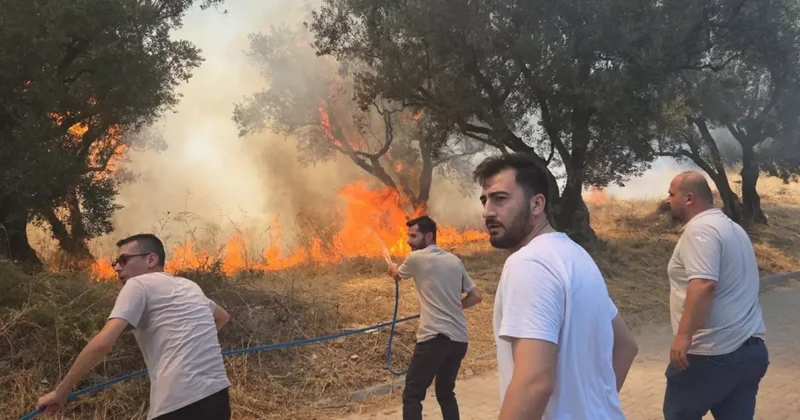 Bursa da Zeytin Ağaçları Yangında Zarar Gördü