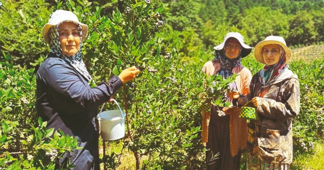 Kadınlar toprağına sahip çıktı: Köylerinde tonlarca yaban mersini yetiştiriyorlar Yerel Gündem Haberleri
