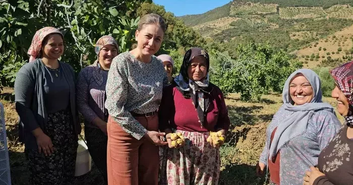 Nazilli Kaymakamı Kan, incir hasadına katıldı