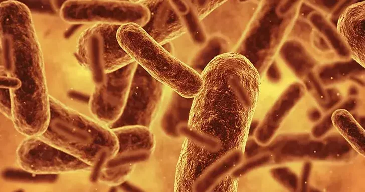 Bilim insanları bugüne kadarki en sentetik canlıyı oluşturdu
