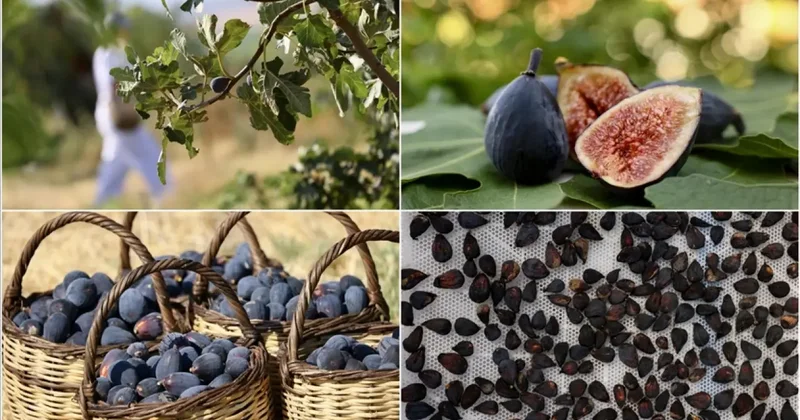 Türkiye nin yeni kuru incir çeşidi siyah orak ta hasat sürüyor