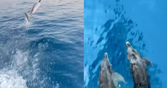 Alanya da renkli görüntüler! Yunuslar, tur teknesine böyle eşlik etti