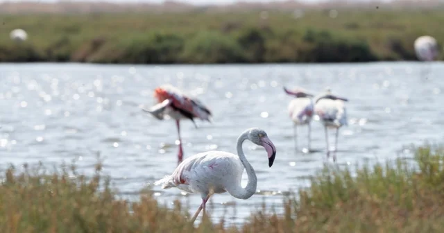 İzmir de Flamingo Yolu turu renkli görüntülere sahne oluyor İzmir Haberleri
