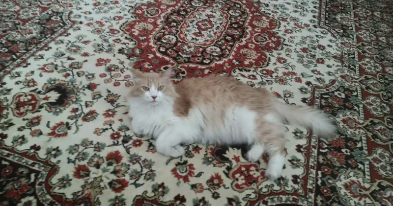 Kayıp kedi Gıde yi bulana ödül verilecek