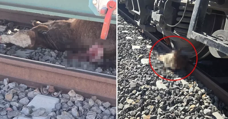Sahtekar dedikleri müteahhit köylüleri perişan etti: Tarım ve hayvancılık yapamaz hale geldik