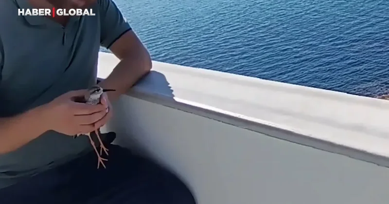 Türkiye de nadir rastlanıyor! Kara karınlı kum kuşu Ordu Perşembe de bulundu