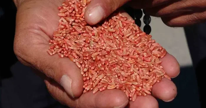 Van’da tarıma destek: 3 yılda 11 bin 322 ton tohum dağıtıldı