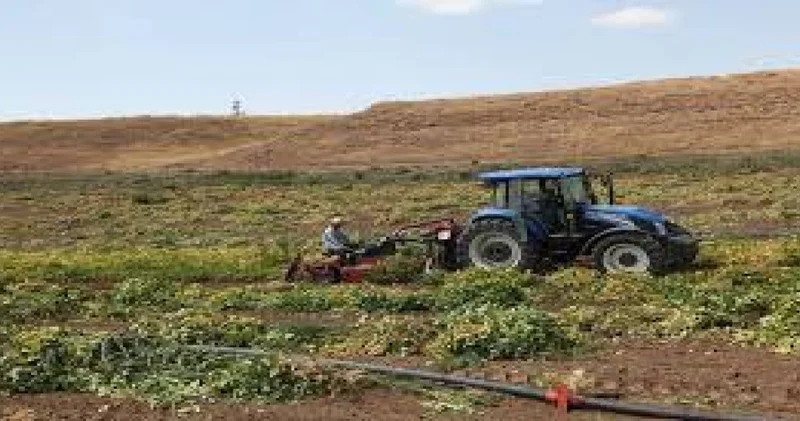 Bitlis te 37 bin tonluk hasat başladı