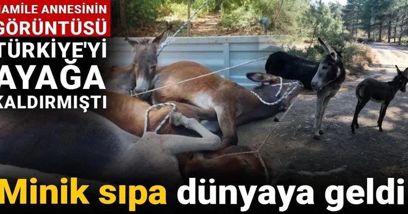 Hamile eşeğin o görüntüsü Türkiye yi ayağa kaldırmıştı: Minik sıpa dünyaya geldi