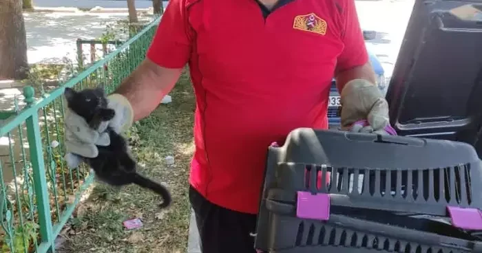 Erzincan da aracın motor kısmına giren kedi yavrusunu itfaiye kurtardı