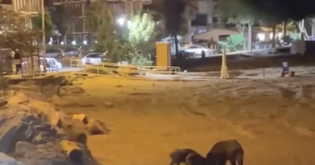 Yaban domuzları sahile indi Bartın Haberleri