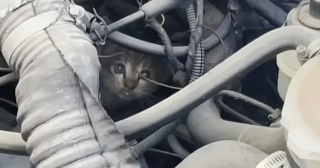 Aksaray da polis ve itfaiyenin kedi kurtarma operasyonu VİDEO İZLE