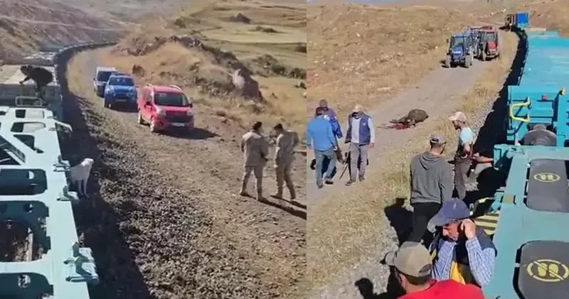 Yük treni büyükbaş sürüsüne çarptı; 5 inek öldü
