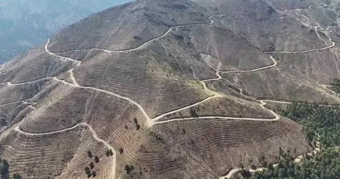 Denizli de yangınlar sonrası ağaçlandırma çalışmaları