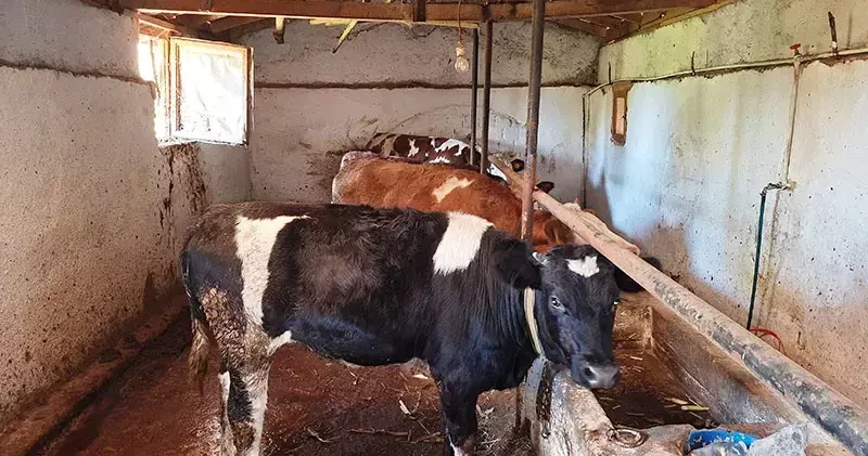 Hisarcık ta şap karantinası