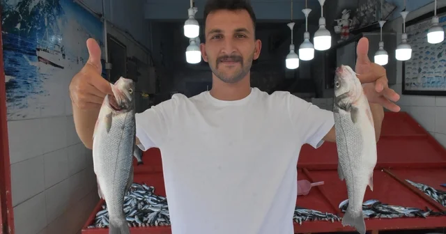 Denizdeki sardalya bolluğu fiyatlara yansıdı Balıkesir Haberleri