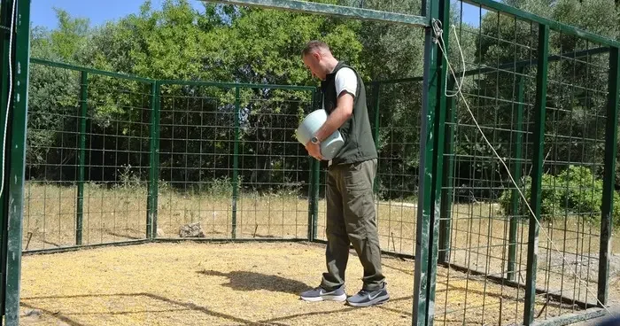 Aydın da şehre inen yaban domuzlarına karşı termal kameralı dronlarla mücadele