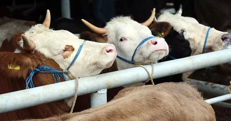 Büyükbaş ve küçükbaş kurbanlıklar ne kadara alıcı buluyor?