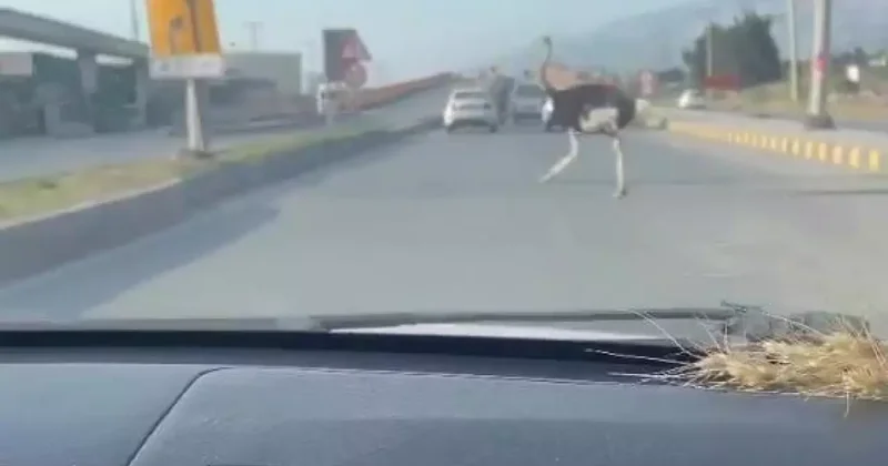 Hatay da sürücüler şaştı kaldı: Aboooo...