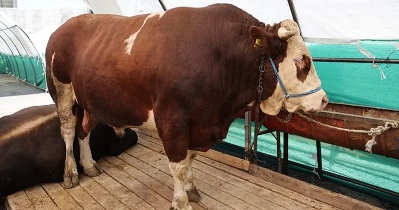 Bağcılar kurban pazarında 1 ton 150 kilo ağırlığında ‘Şampiyon’ tosun