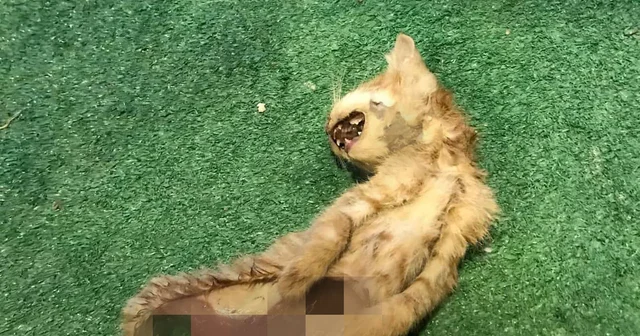 Zonguldak ta iç organları çıkarılmış 2 kedi için polis inceleme başlattı Zonguldak Haberleri