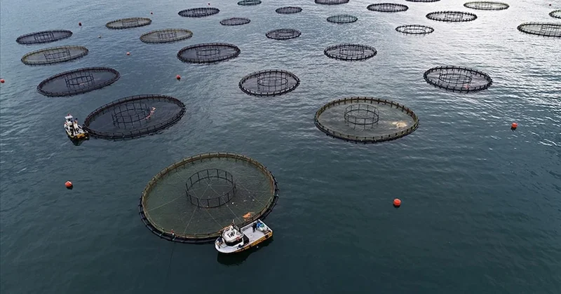 Doğu Karadeniz in 4 aylık su ürünleri ihracatı 47,8 milyon doları aştı Sözcü Gazetesi