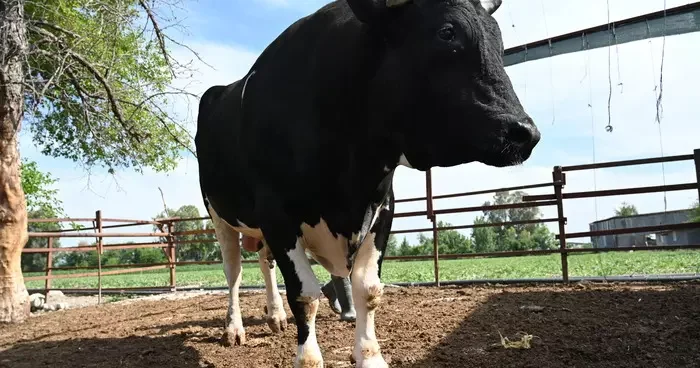 Tam 1,2 ton! Kurban bayramı öncesi alıcısını bekliyor: Fiyatı ise...