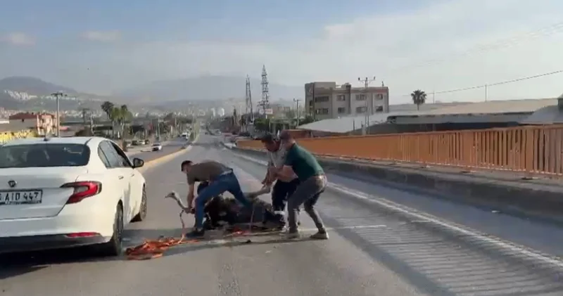 İskenderun da deve kuşu araçlarında arasında ortalığı birbirine kattı