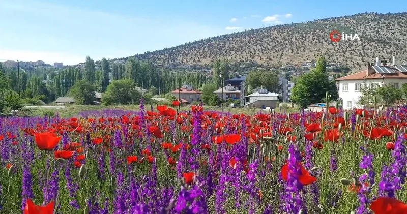 Konya Bozkır da çiçeklerin renk cümbüşü