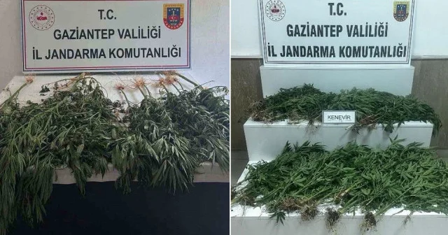 Gaziantep te 403 kök kenevir ele geçirildi: 14 kişi gözaltında Gaziantep Haberleri