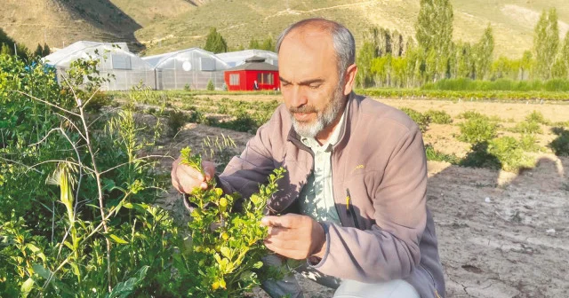 Bayburt Üniversitesi’nden tarımsal ürün hasadı Gündem Haberleri