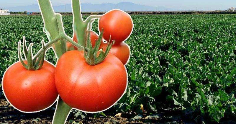Domatesin yanına asla ekmeyin: Yaprak bitlerini mıknatıs gibi çekiyor Sözcü Gazetesi