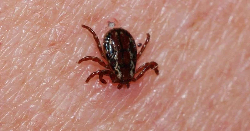 Sivas ta kene yapışan kişi tüm müdahalelere rağmen kurtarılamadı