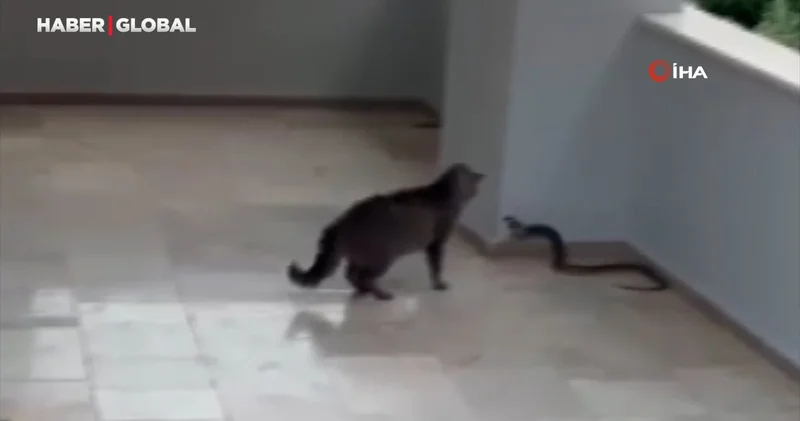 Alanya da apartmana giren yılana kafa tutan sokak kedisi viral oldu