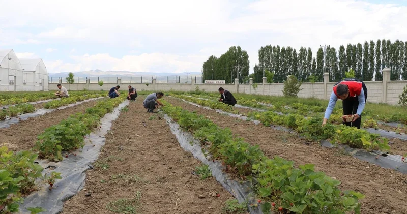 Ağrı tarımında yeni dönem! Üretimi hızla yayılıyor